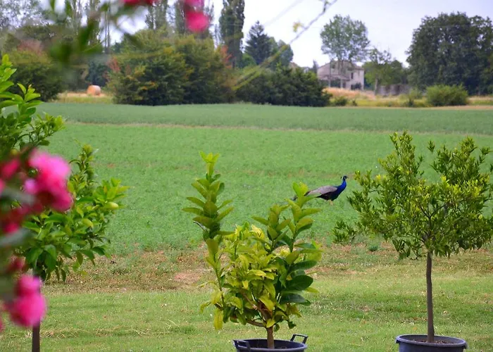 Il Pavone Bed & Breakfast